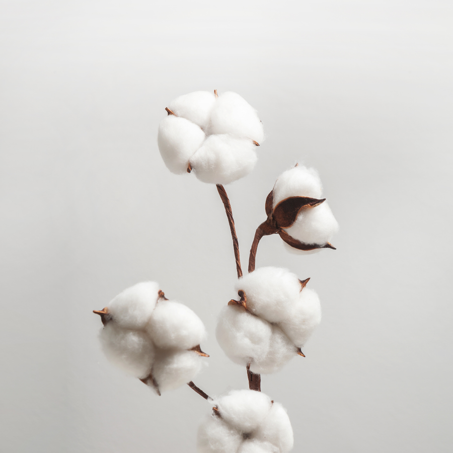 A Fragrância